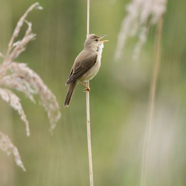 Kleine karekiet / Gerard de Hoog, Natuurmonumenten