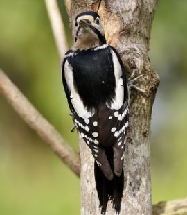 Als hij maar geen pijn in zijn nek krijgt!!