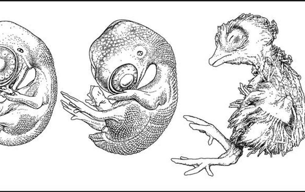 Эмбрион птенца рисунок с подписями