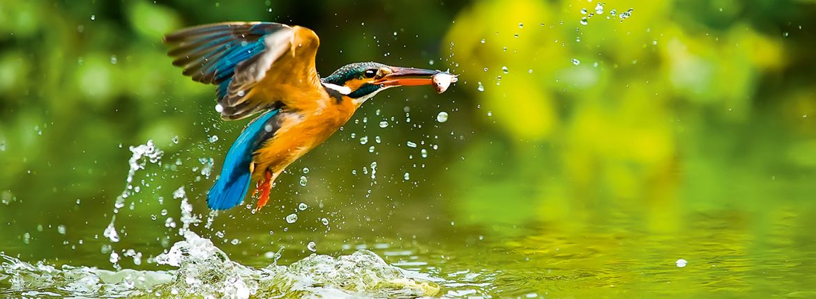 IJsvogel / Shutterstock