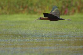 Zwarte Ibis