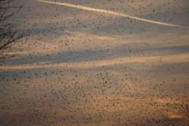 Spreeuwen bij avondzon