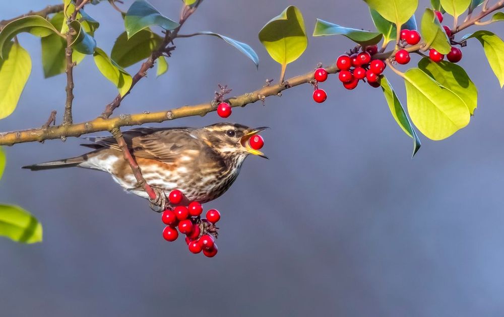 Tankstation Voor Vogels Vogelbescherming 