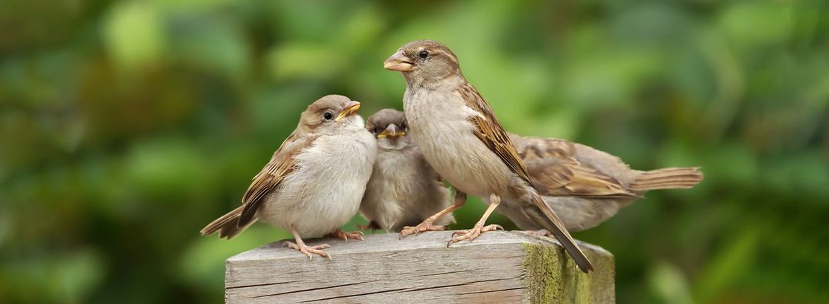 Huismussen op paal / Shutterstock