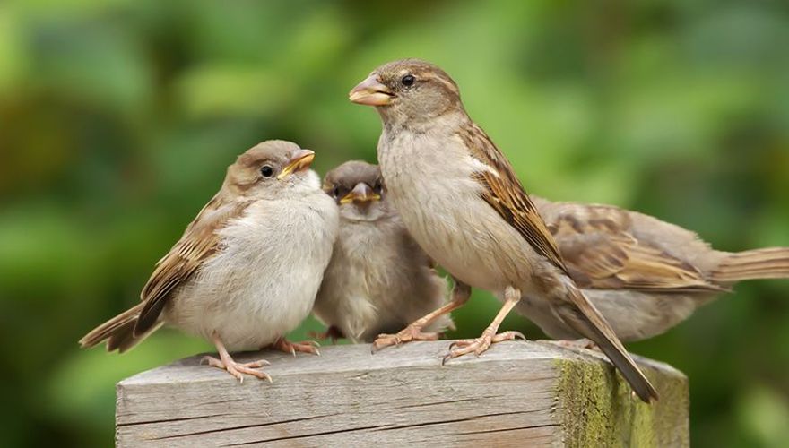 Huismussen op paal / Shutterstock