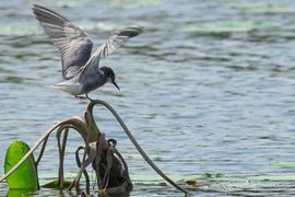 Zwarte stern op waterlelie