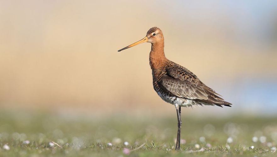 Grutto / Johan Horneman, Fotogalerij