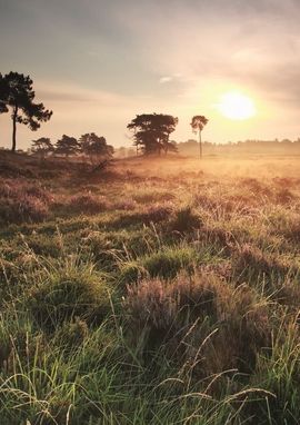 Basiskwaliteit natuur Drenthe