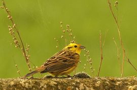 In het voorjaarszonnetje