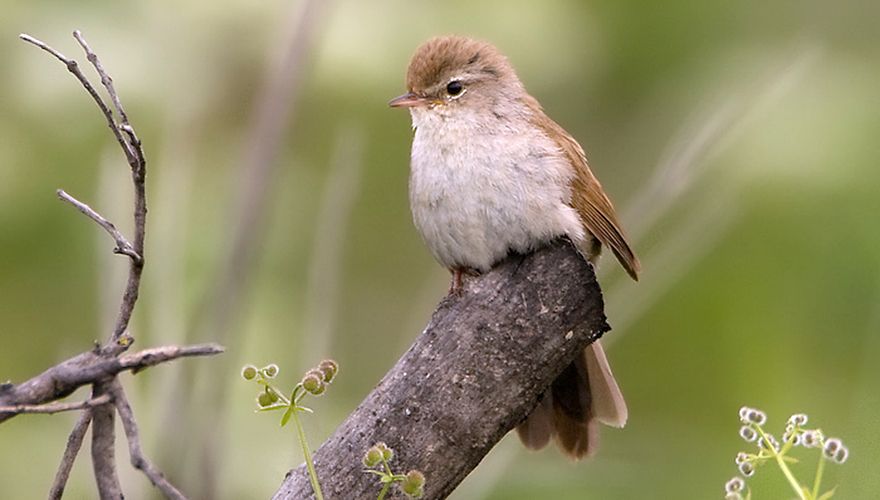 Cetti's zanger / Birdphoto