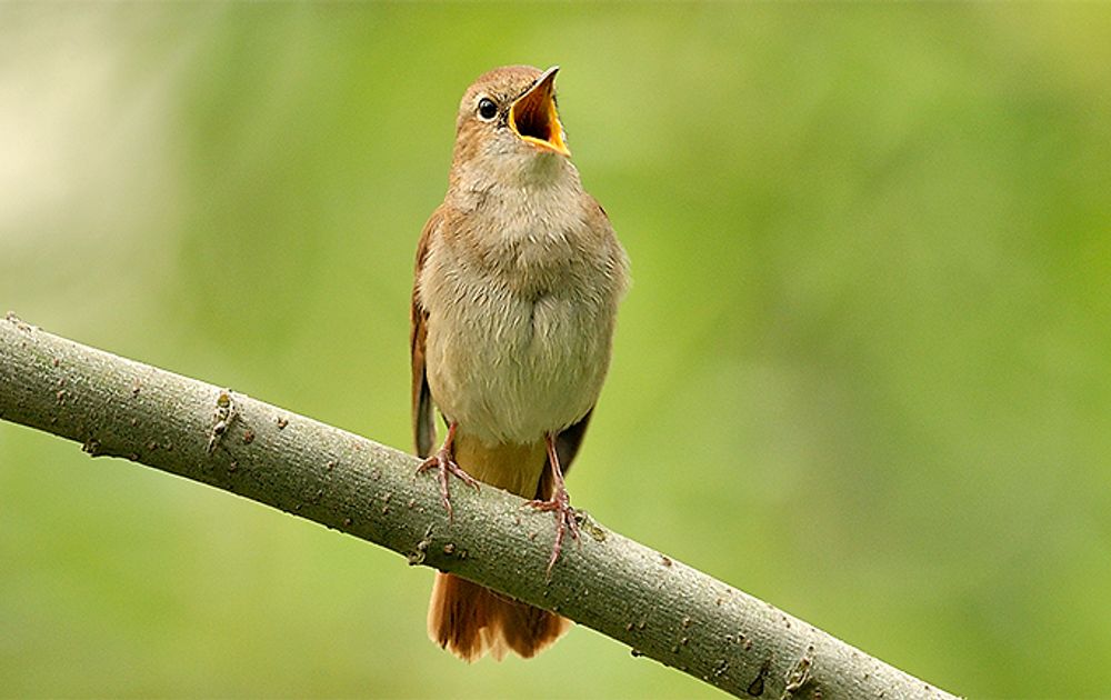 spellen Land Kan niet Zelf vogelgeluiden opnemen | Vogelbescherming