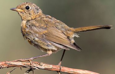 Roodborst in de rui / Shutterstock