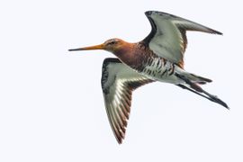 Onze Nationale Vogel