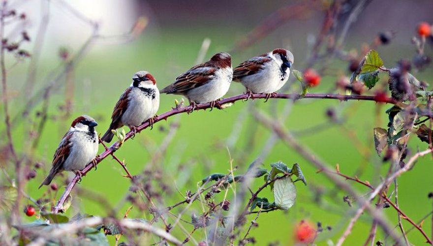 Huismus - Shutterstock
