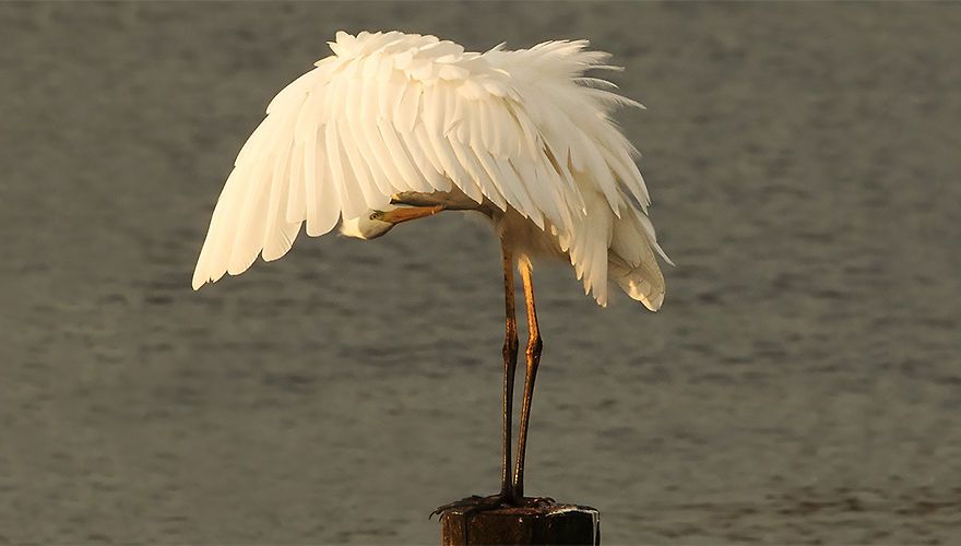 Zilverreiger/ Rob Kempers