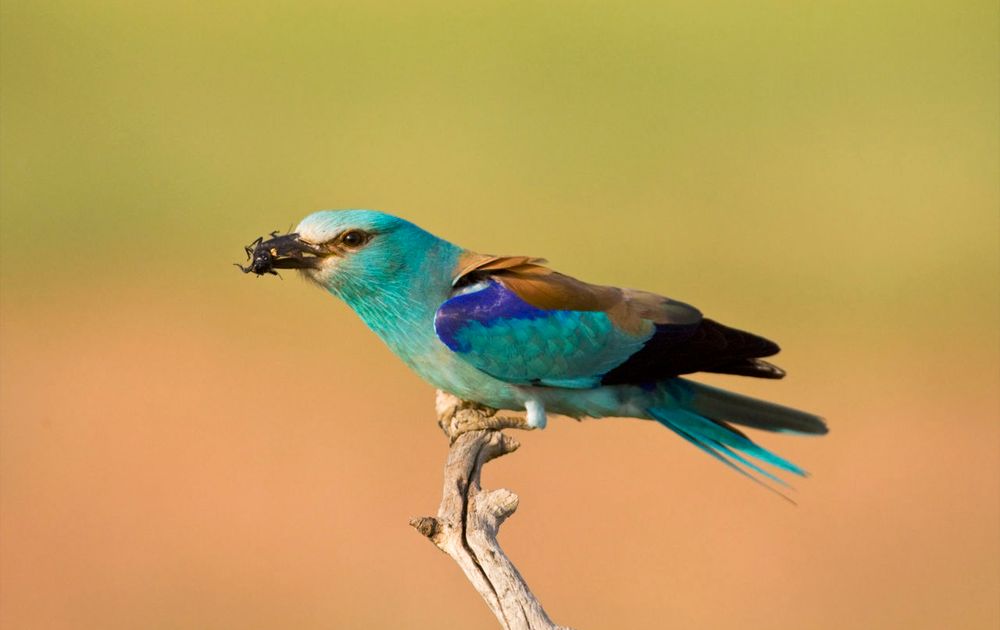 scherp Beweren saai Scharrelaar | Vogelbescherming