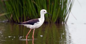 Steltkluut / Birdphoto