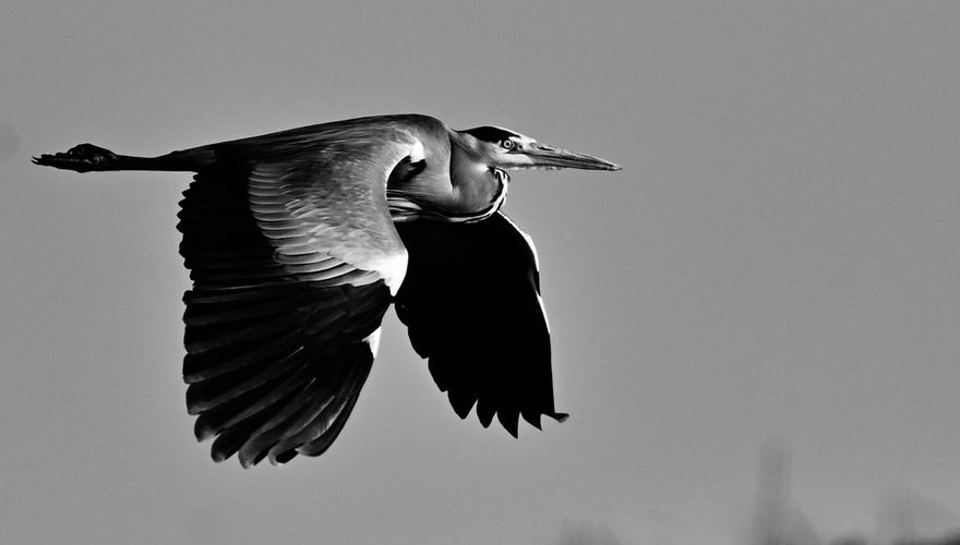 Blauwe reiger / Marcel Setelman