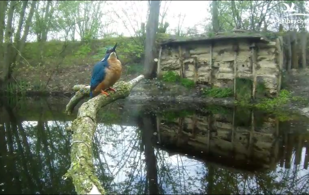 Om de beurt Vogelbescherming