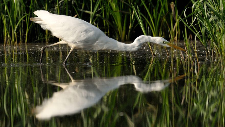 Grote zilverreiger / Jelle de Jong