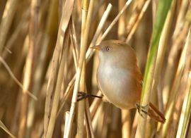 Foeragerende Baardmannetjes