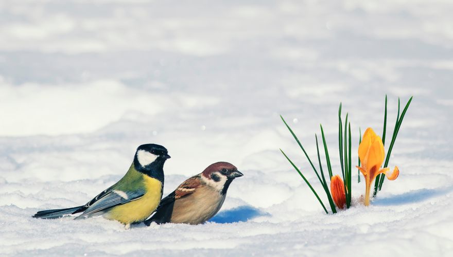 Koolmees en ringmus in de sneeuw met krokus / Shutterstock