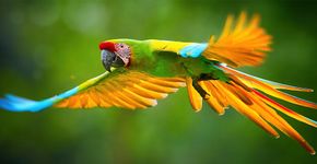 Great green macaw / Shutterstock Great green macaw / Shutterstock