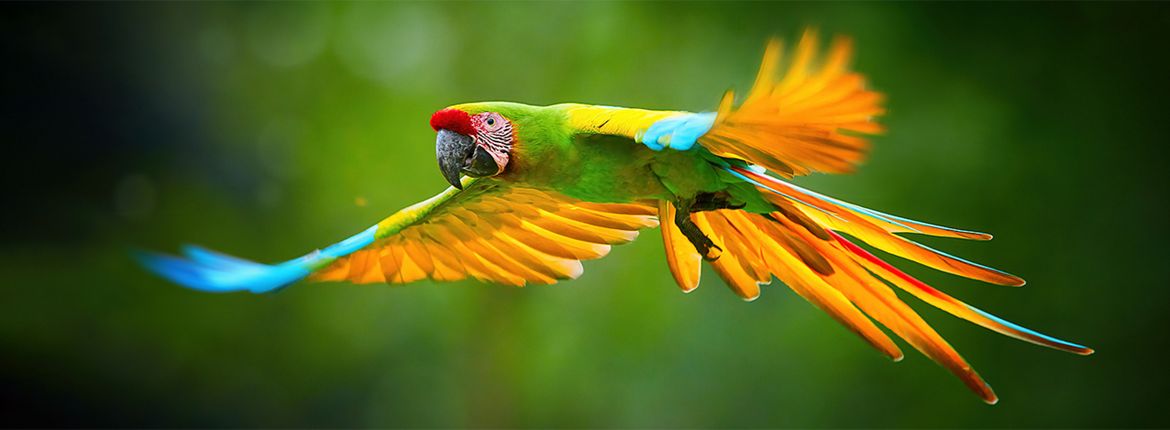 Great green macaw / Shutterstock