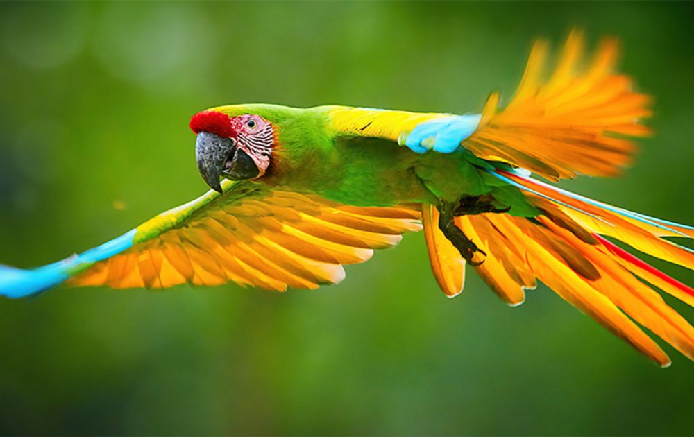 Parana rivier hemel scherp Ara's beschermen in Costa Rica | Vogelbescherming