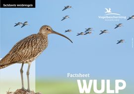 Factsheet wulp