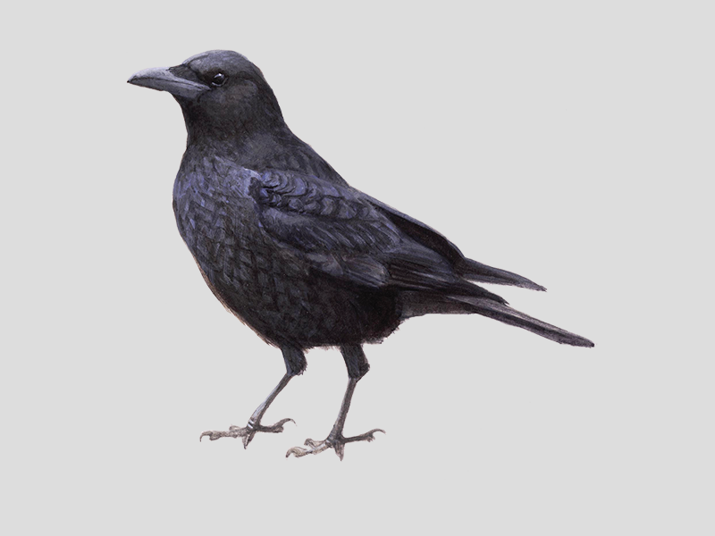 Zwarte Kraai Vogelbescherming