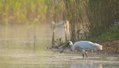 Lepelaar in de mist / Hans Peeters