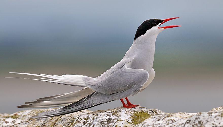 Noordsestern / Shutterstock