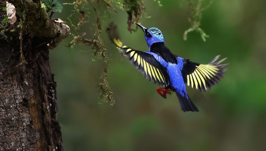 Suikervogel / Ruwan Aluvihare