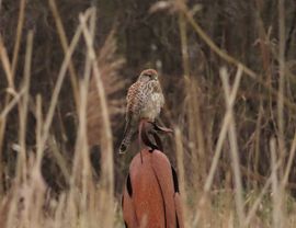 Door het riet