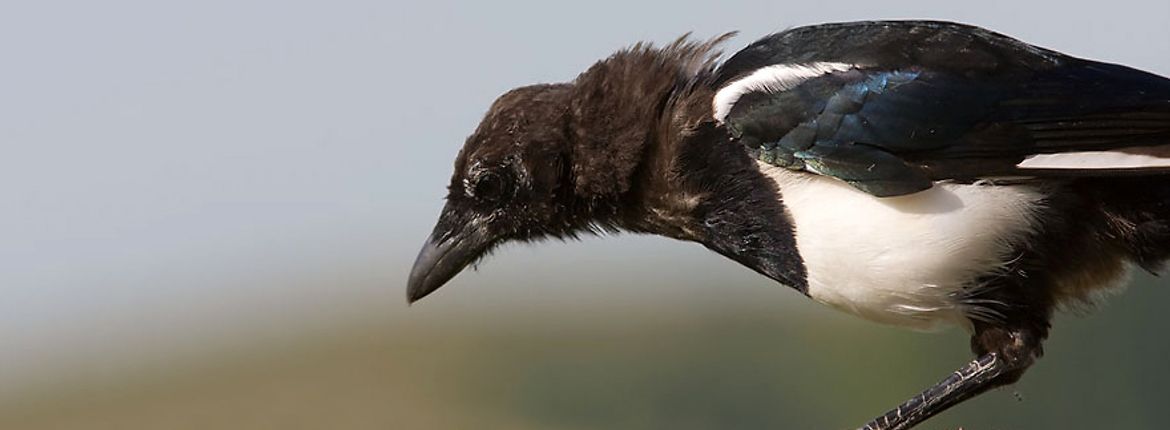 Ekster in de rui / Adri de Groot - www.vogeldagboek.nl