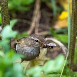 Tjiftjaf met voer voor jongen