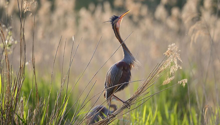 Purperreiger / Shutterstock