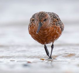 Kanoet / Anke Oudejans Fotogalerij