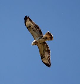 Buizerd in vlucht