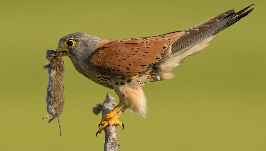 Torenvalk / Shutterstock