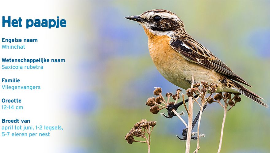 Paapje paspoort vogelcursus