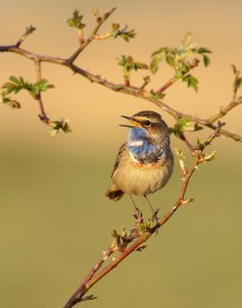 Blauwborst in de avondzon