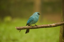 Prachtige vogels zijn overal