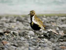 Goudplevier met zomerjas