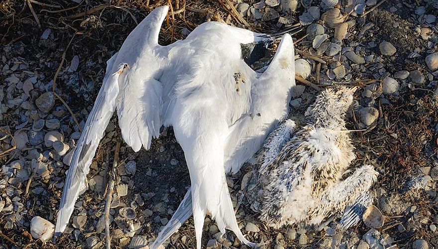 Vogelgriep grote sterns op Texel / Rene Pop