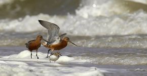 Rosse grutto drieteenstrandloper / Harry Berkelouw Vogelfotogalerij