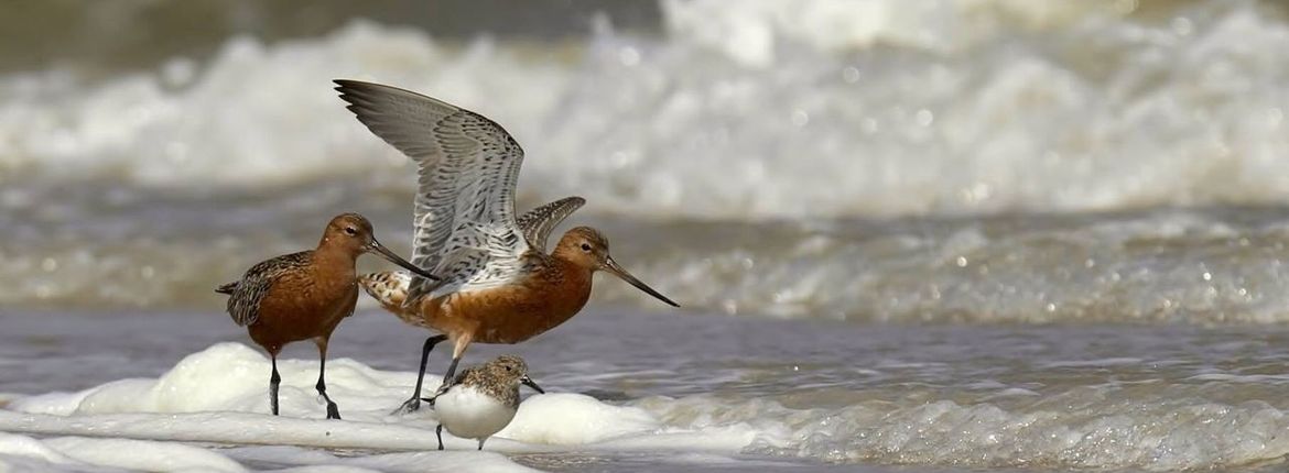 Rosse grutto drieteenstrandloper / Harry Berkelouw Vogelfotogalerij