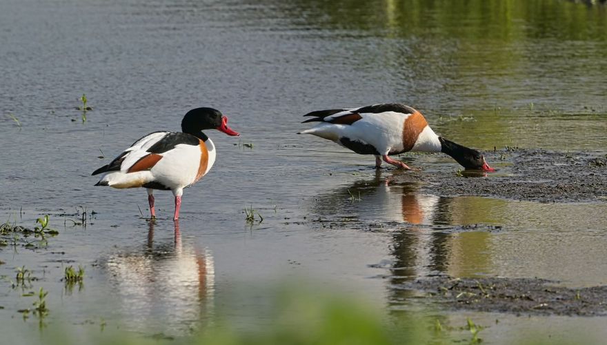 Bergeend / Aja de Jonge Fotogalerij