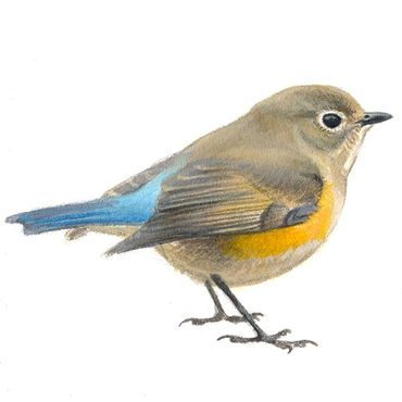 Blauwstaart / Elwin van der Kolk